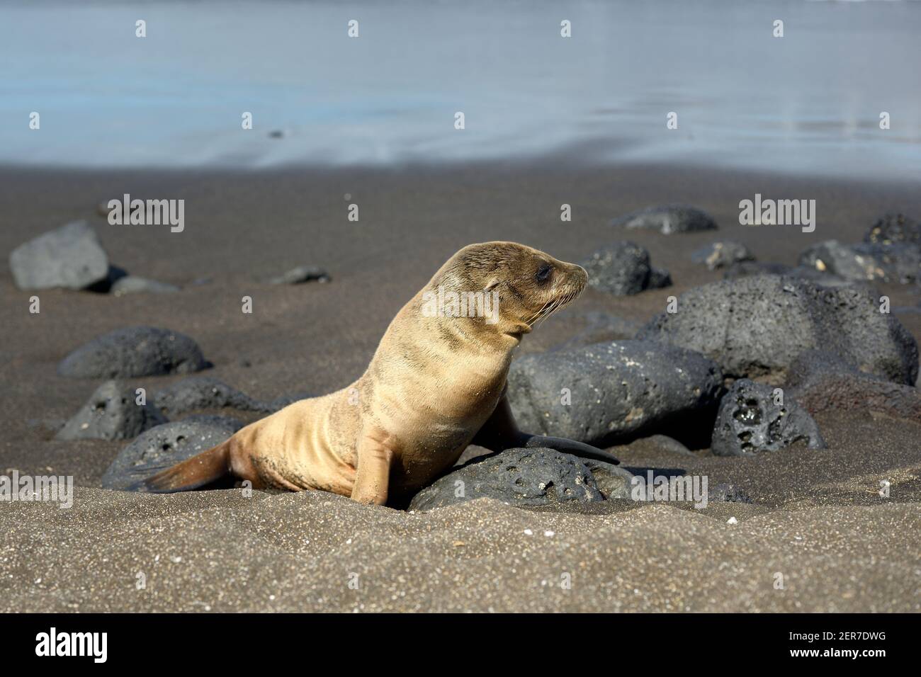Galápagos leone di mare (Zalophus wollebaeki), Puerto Egas, Isola di Santiago, Isole Galapagos, Ecuador Foto Stock