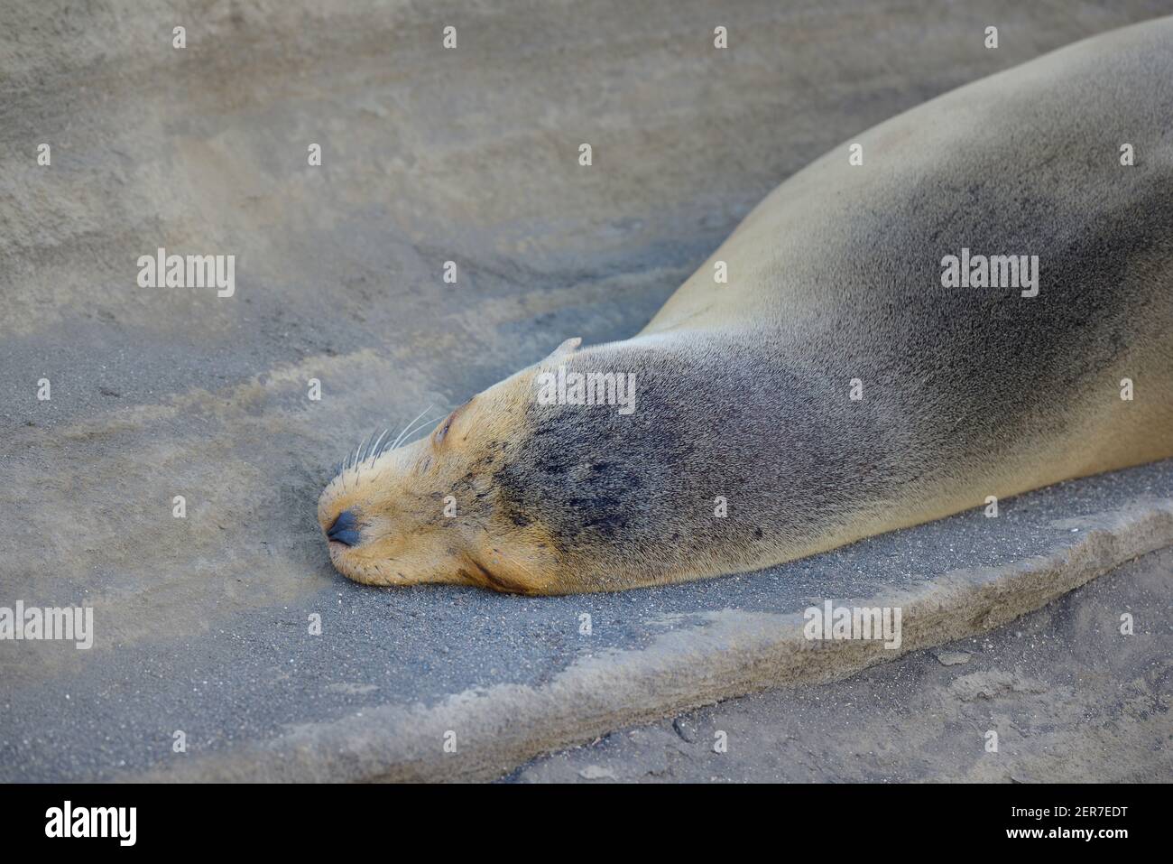 Il leone di mare di Galapagos (Zalophus wollebaeki) che dorme su una roccia, Puerto Egas, Isola di Santiago, Isole Galapagos, Ecuador Foto Stock