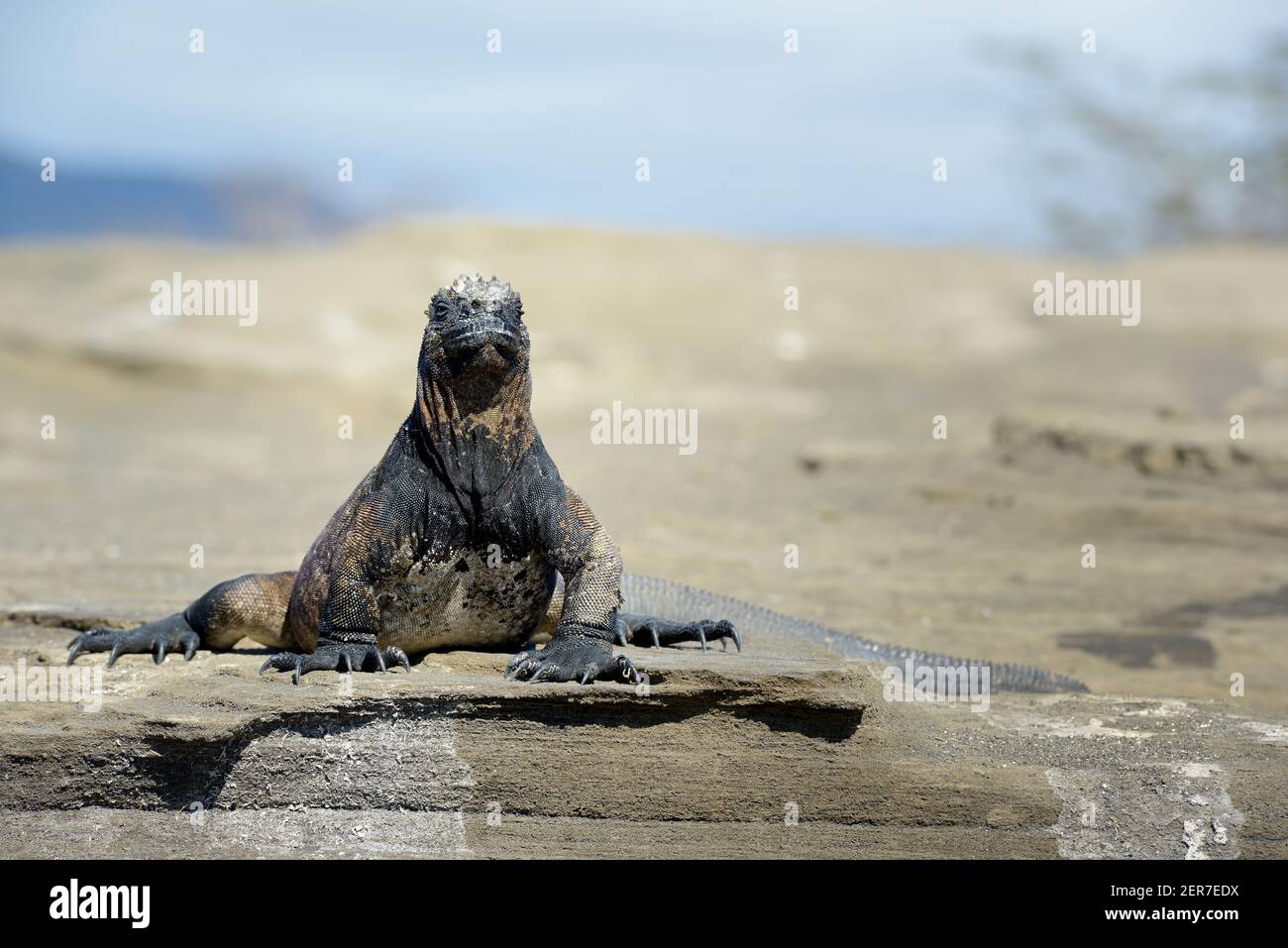Marine Iguana (cristatus di Amblyrhynchus), Puerto Egas, Isola di Santiago, Isole Galapagos, Ecuador Foto Stock