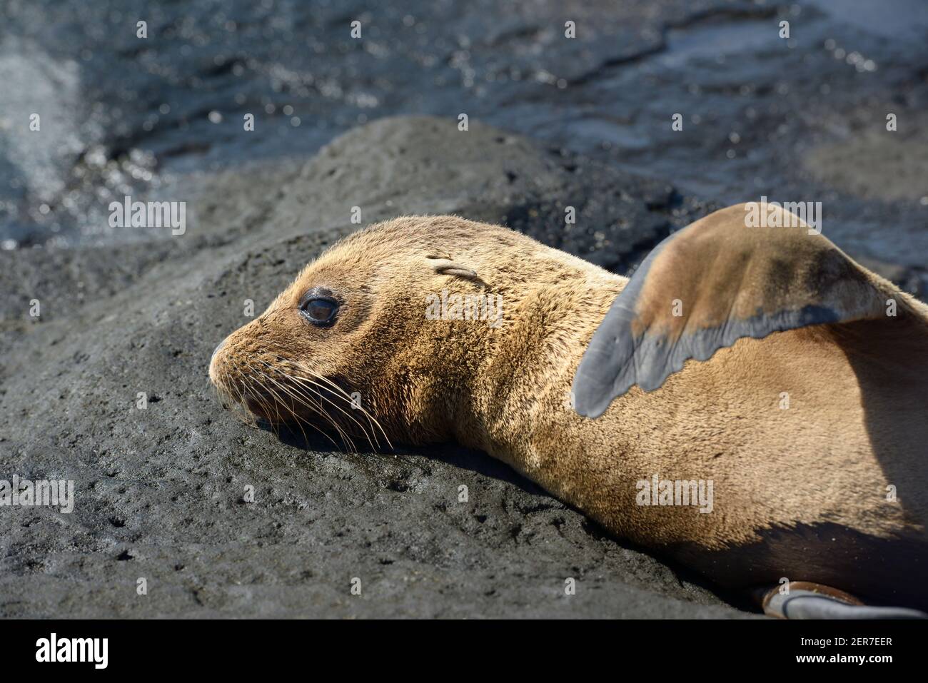 Galapagos leone di mare (Zalophus wollebaeki), Puerto Egas, Isola di Santiago, Isole Galapagos, Ecuador Foto Stock