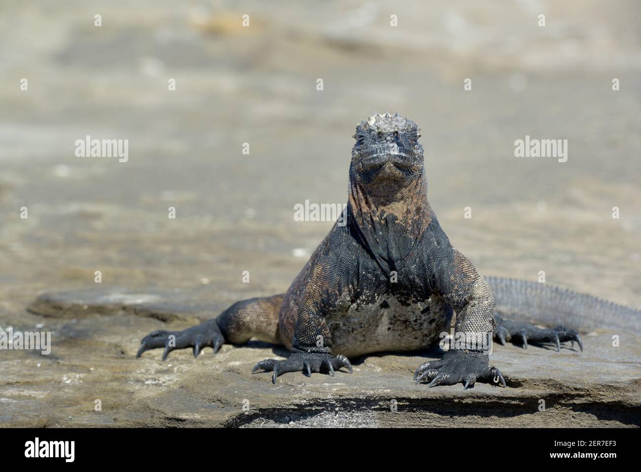 Vista frontale di Marine Iguana (cristata di Amblyrhynchus), Puerto Egas, Isola di Santiago, Isole Galapagos, Ecuador Foto Stock