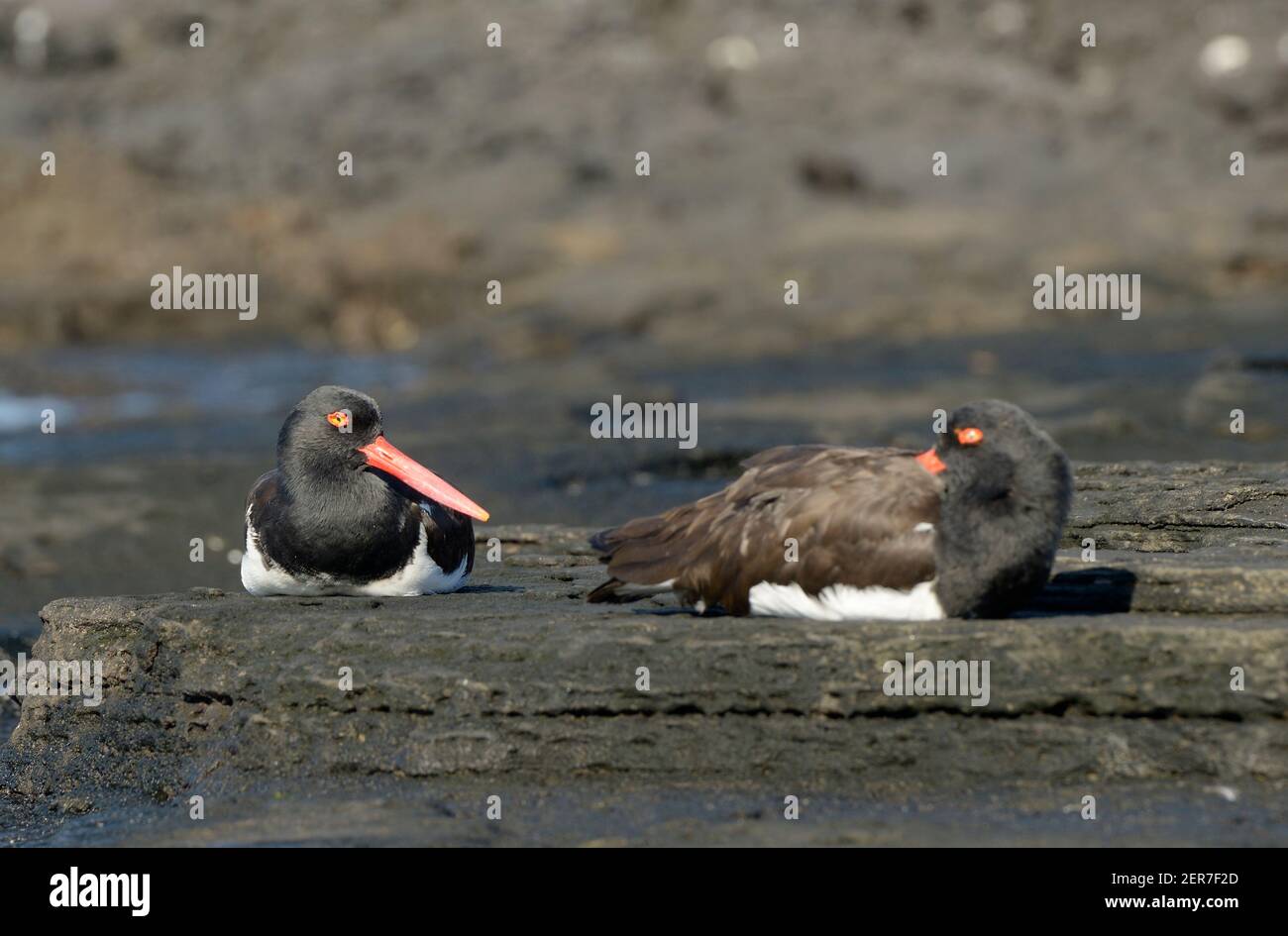 Gli Oystercatchers americani (Haematopus palliatus) siedono su lava, Puerto Egas, Isola di Santiago, Isole Galapagos, Ecuador Foto Stock