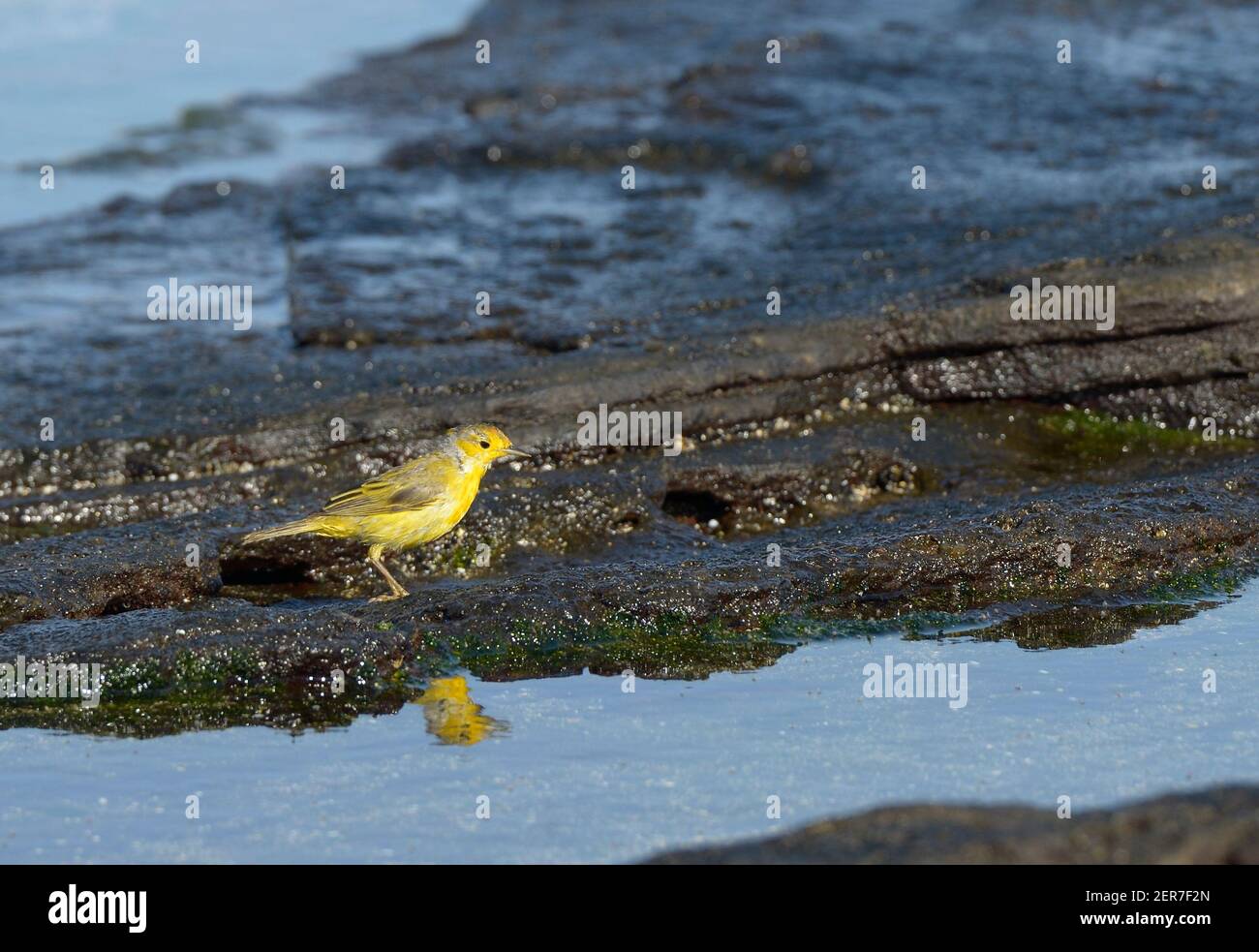 Yellow Warbler (Dendroica petechia aureola), Puerto Egas, Isola di Santiago, Isole Galapagos, Ecuador Foto Stock