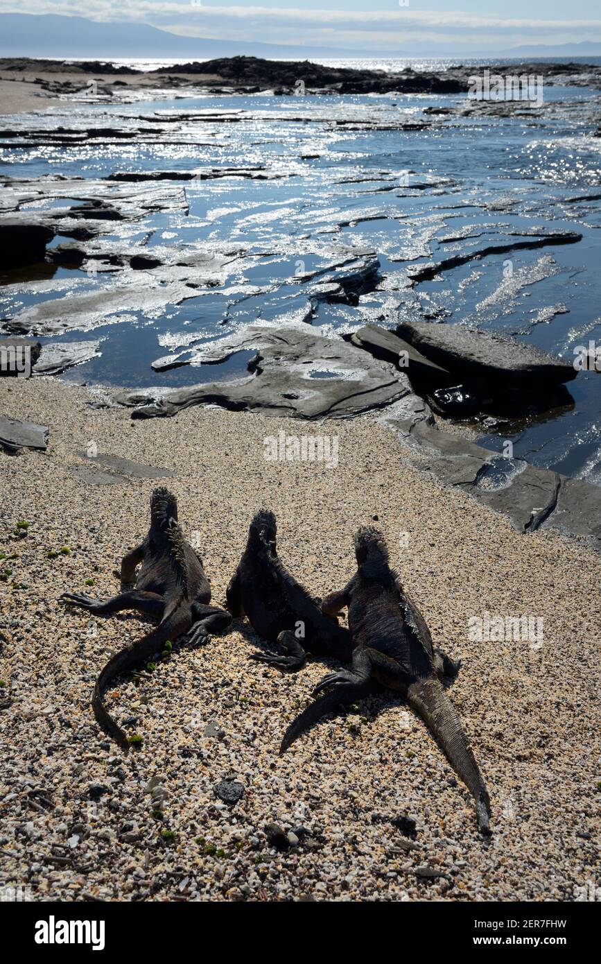 Iguanas marine (cristatus di Amblyrhynchus) su una spiaggia di sabbia, Puerto Egas, Isola di Santiago, Isole Galapagos, Ecuador Foto Stock