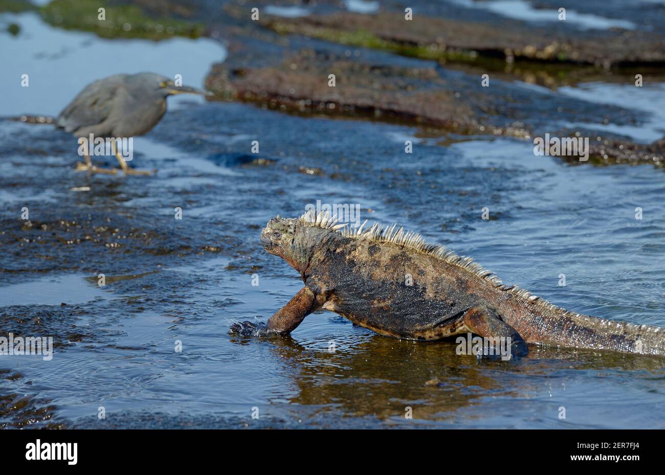 Iguana marina (cristatus di Amblyrhynchus) che cammina di fronte a un Lava Heron, Puerto Egas, Isola di Santiago, Isole Galapagos, Ecuador Foto Stock