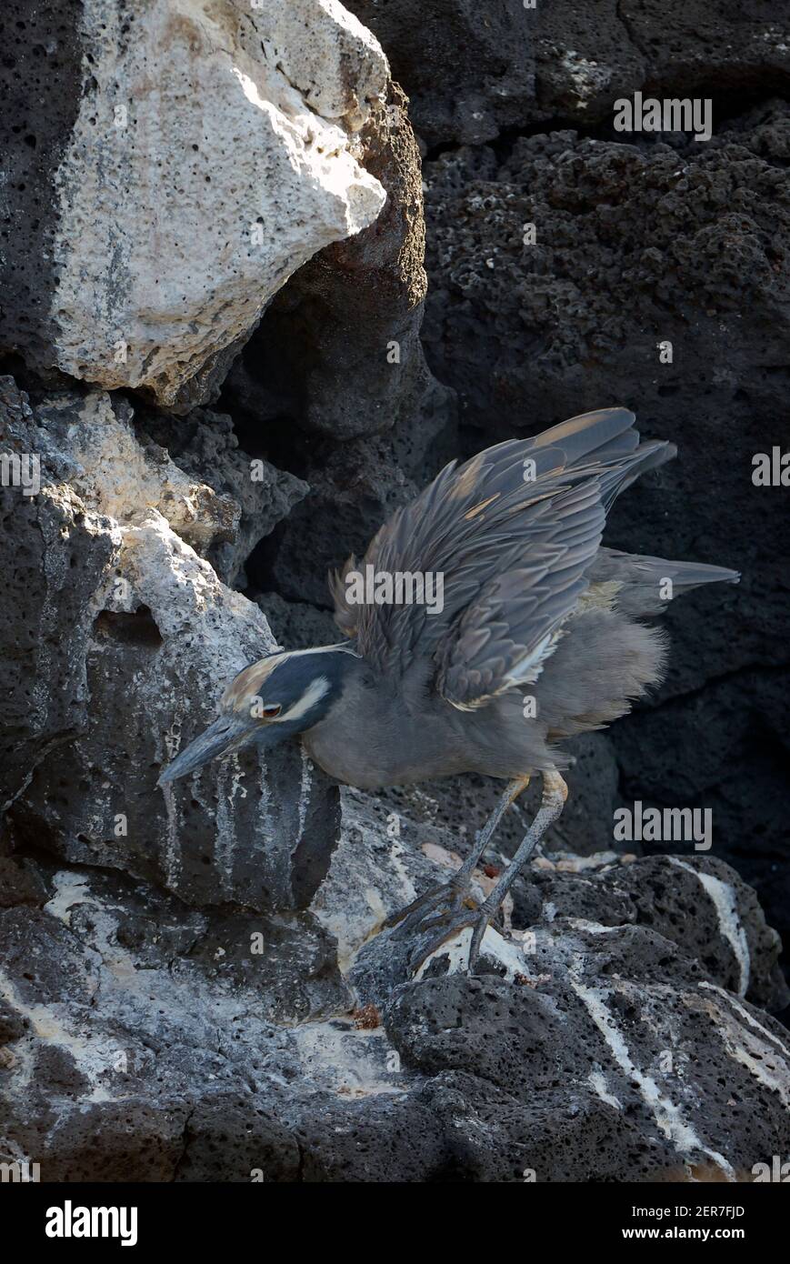 Corona gialla Heron Nyctanassa violacea ali fluttering, Puerto Egas, Isola di Santiago, Isole Galapagos, Ecuador Foto Stock