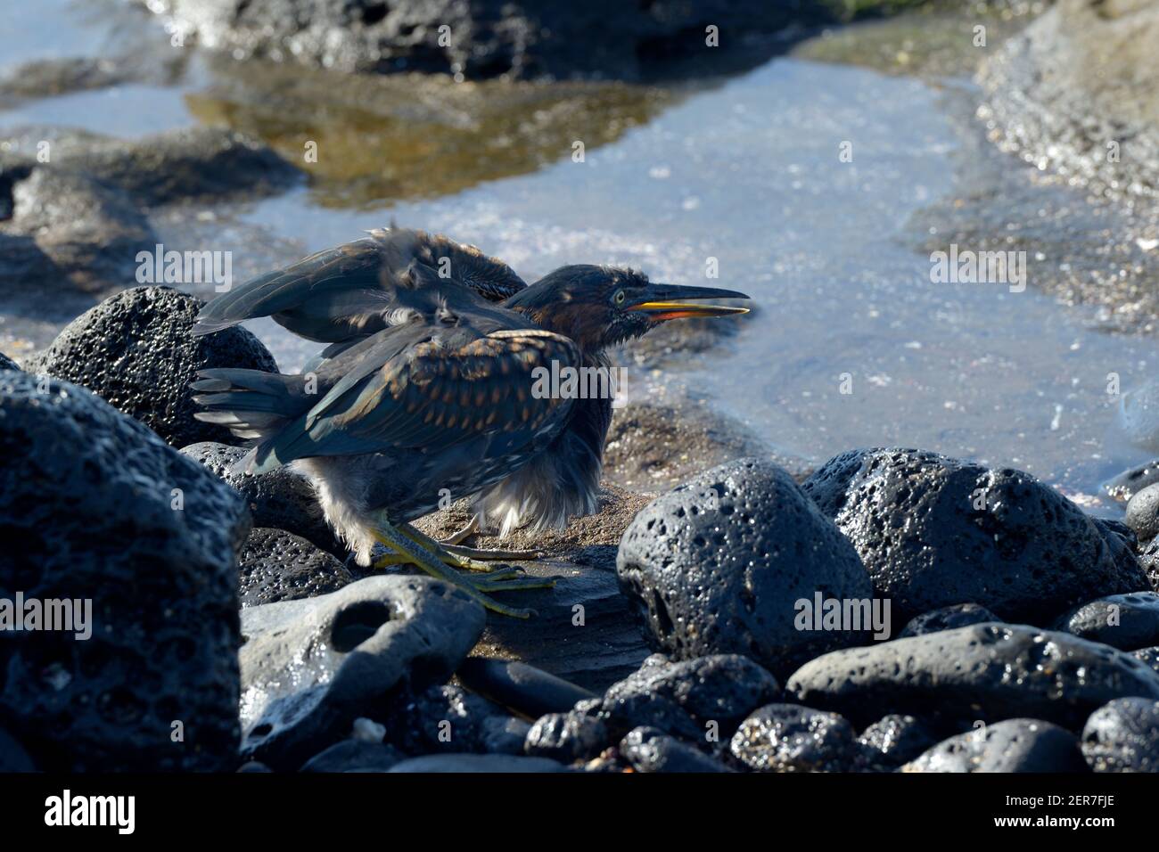 Erone immaturo di Lava (Butorides sundevalli), Puerto Egas, Isola di Santiago, Isole Galapagos, Ecuador Foto Stock