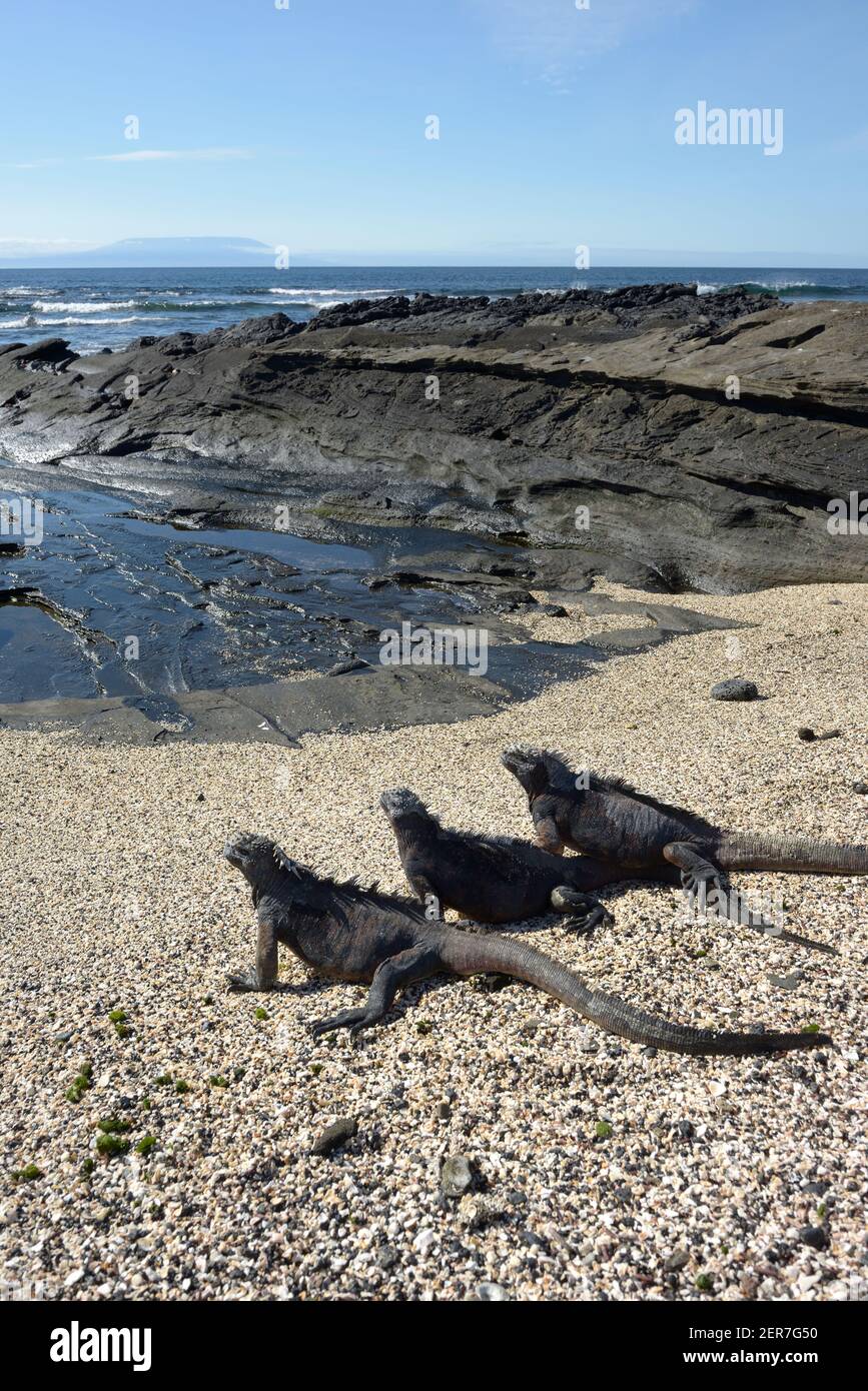 Tre marine Iguana (Amblyrhynchus cristatus) su una spiaggia, Puerto Egas, Isola di Santiago, Isole Galapagos, Ecuador Foto Stock