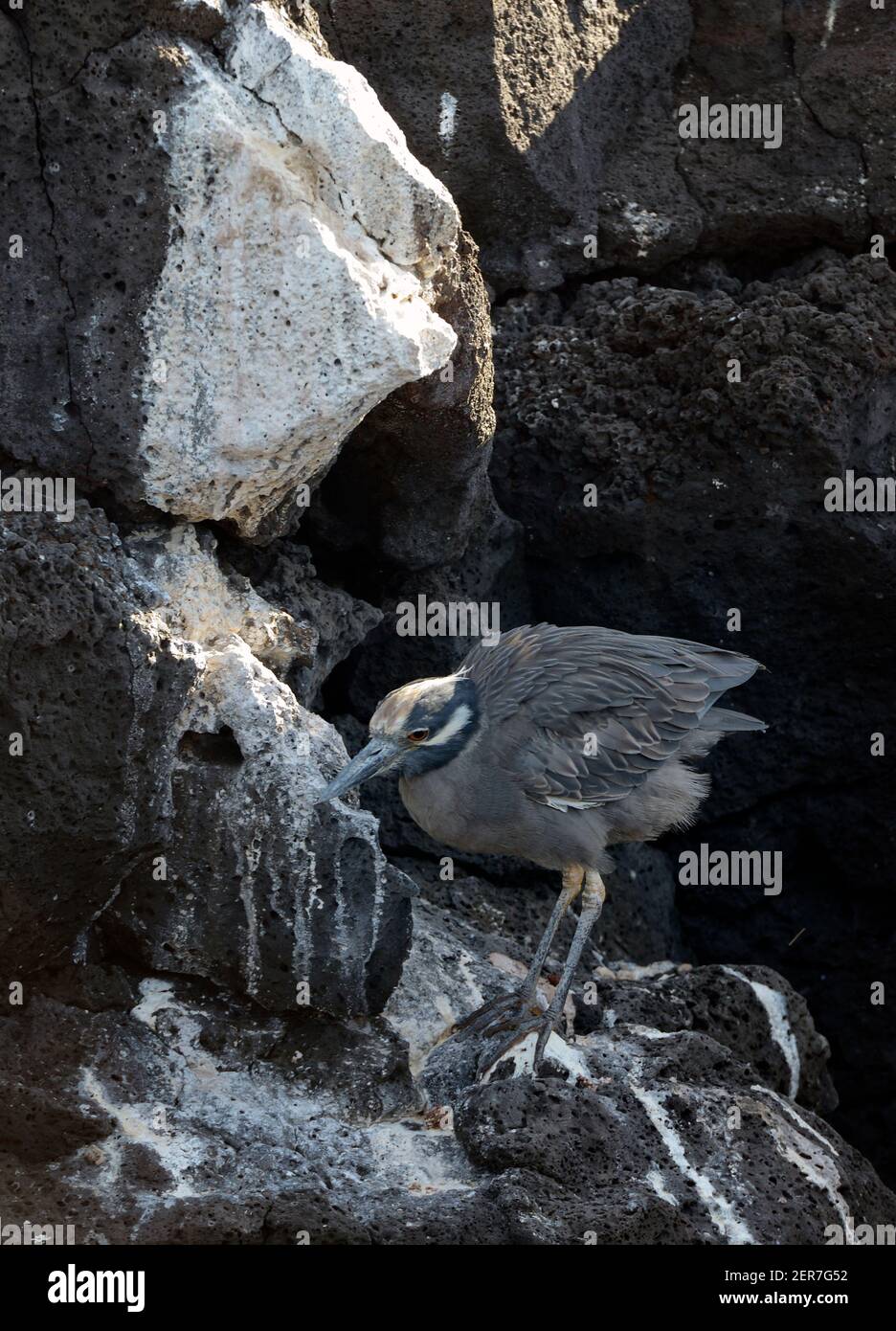 L'Erone Nyctanassa (Nyctanassa violacea), Puerto Egas, l'isola di Santiago, le isole Galapagos, Ecuador Foto Stock