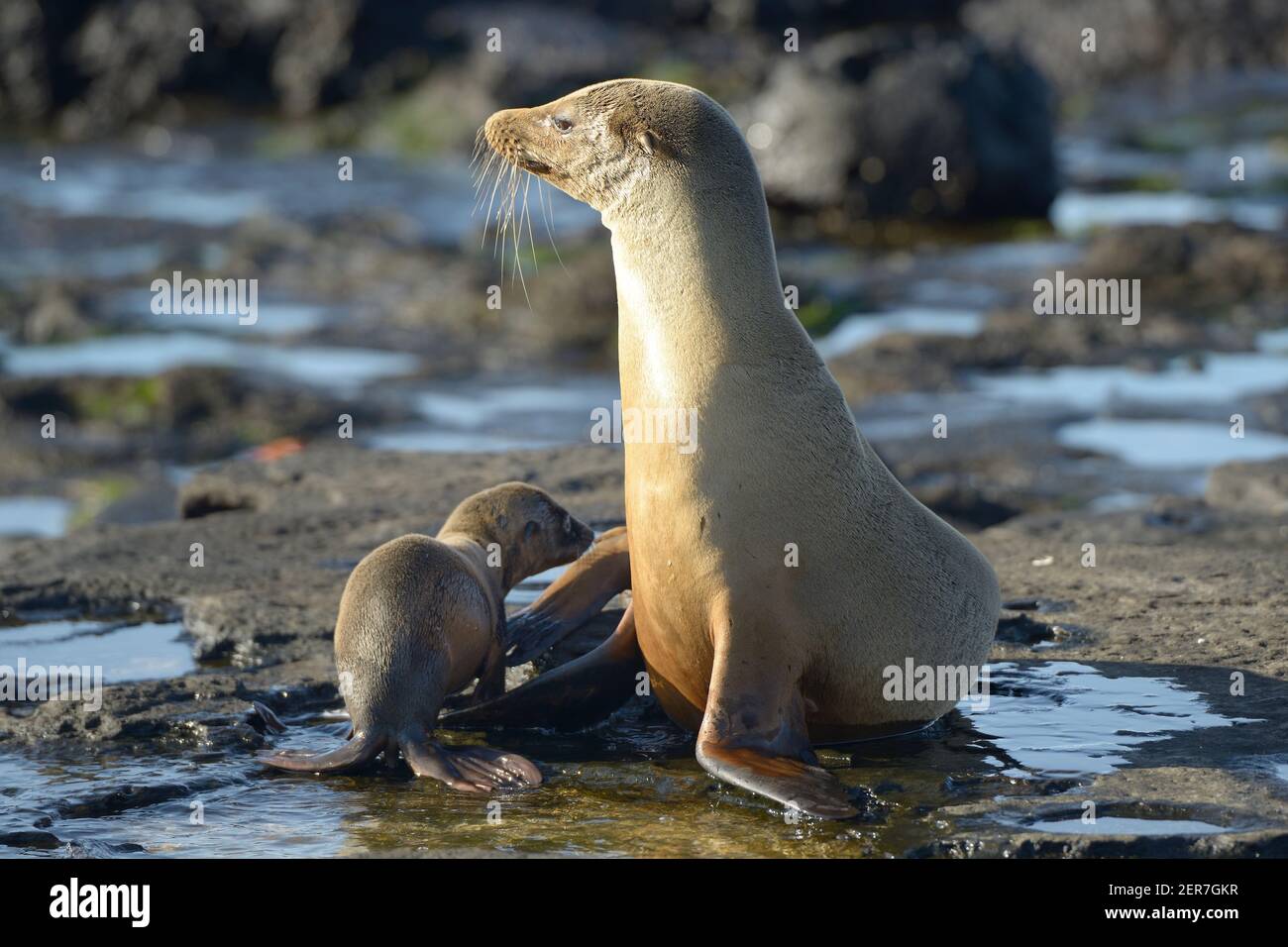 Galapagos leone di mare (Zalophus wollebaeki) con giovane cuccia, Puerto Egas, Isola di Santiago, Isole Galapagos, Ecuador Foto Stock