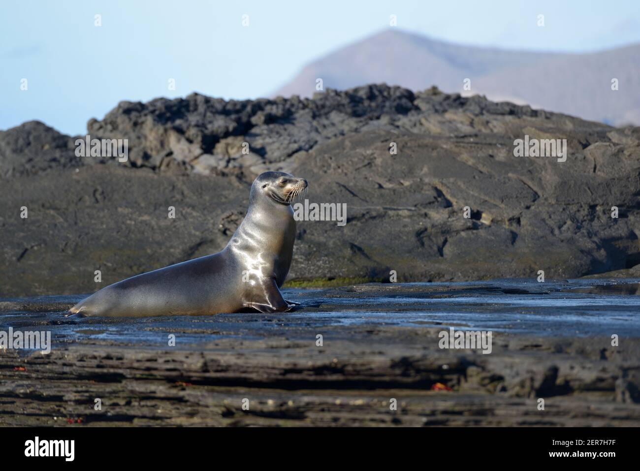 Leone di mare di Galápagos (Zalophus wollebaeki), Puerto Egas, Isola di Santiago, Isole Galapagos, Ecuador Foto Stock