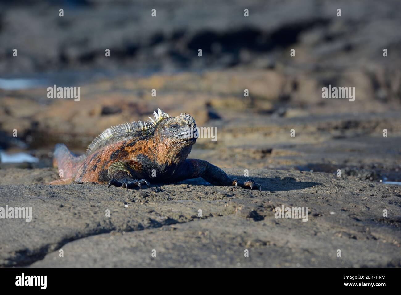 Colorato Iguana Marina (cristato di Amblyrhynchus), Puerto Egas, Isola di Santiago, Isole Galapagos, Ecuador Foto Stock