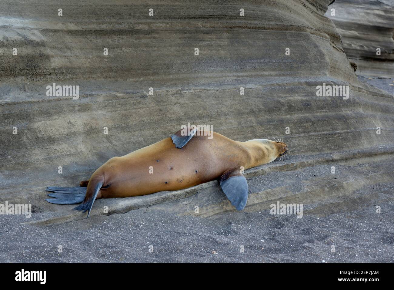 Leone di mare di Galápagos (Zalophus wollebaeki), Puerto Egas, Isola di Santiago, Isole Galapagos, Ecuador Foto Stock