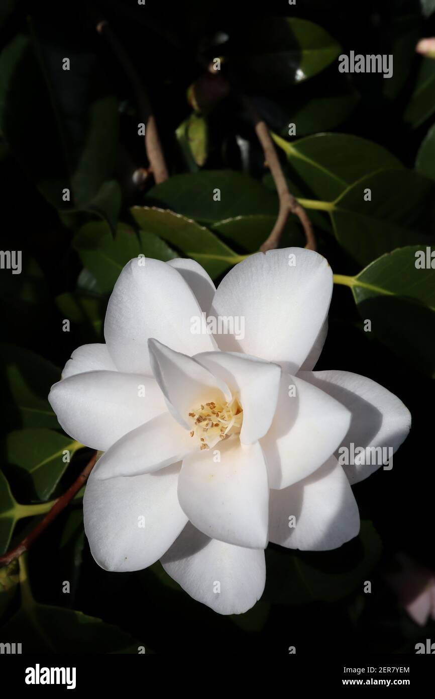 Camellia japonica ‘Alba Plena’ Alba Plena camellia – doppio fiore formale bianco puro con petali leggermente appuntiti, febbraio, Inghilterra, Regno Unito Foto Stock