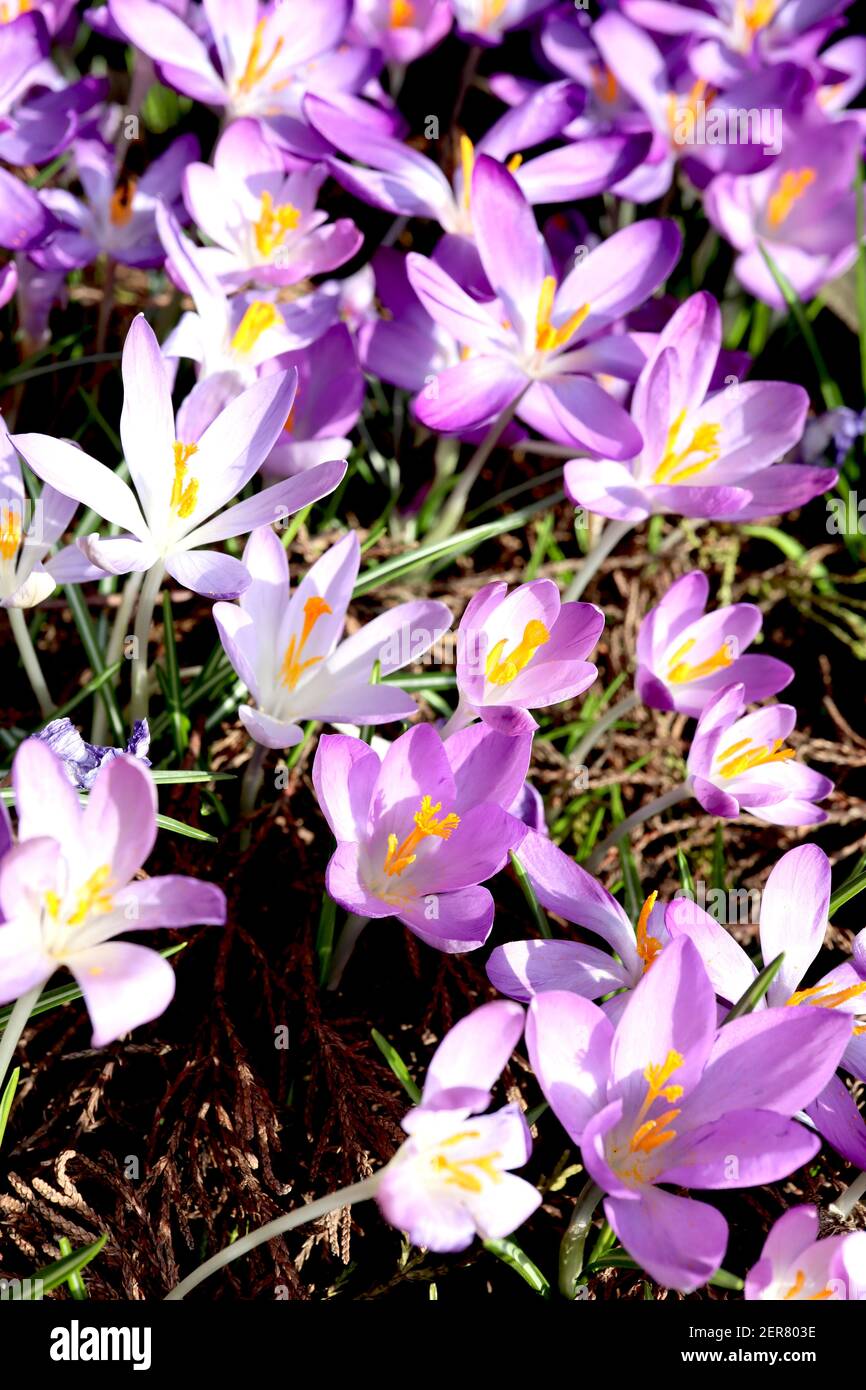 Crocus tommasinianus roseus primo crocus roseus – gruppo di fiori aperti con petali esterni bianchi e rosa all'interno, febbraio, Inghilterra, Regno Unito Foto Stock