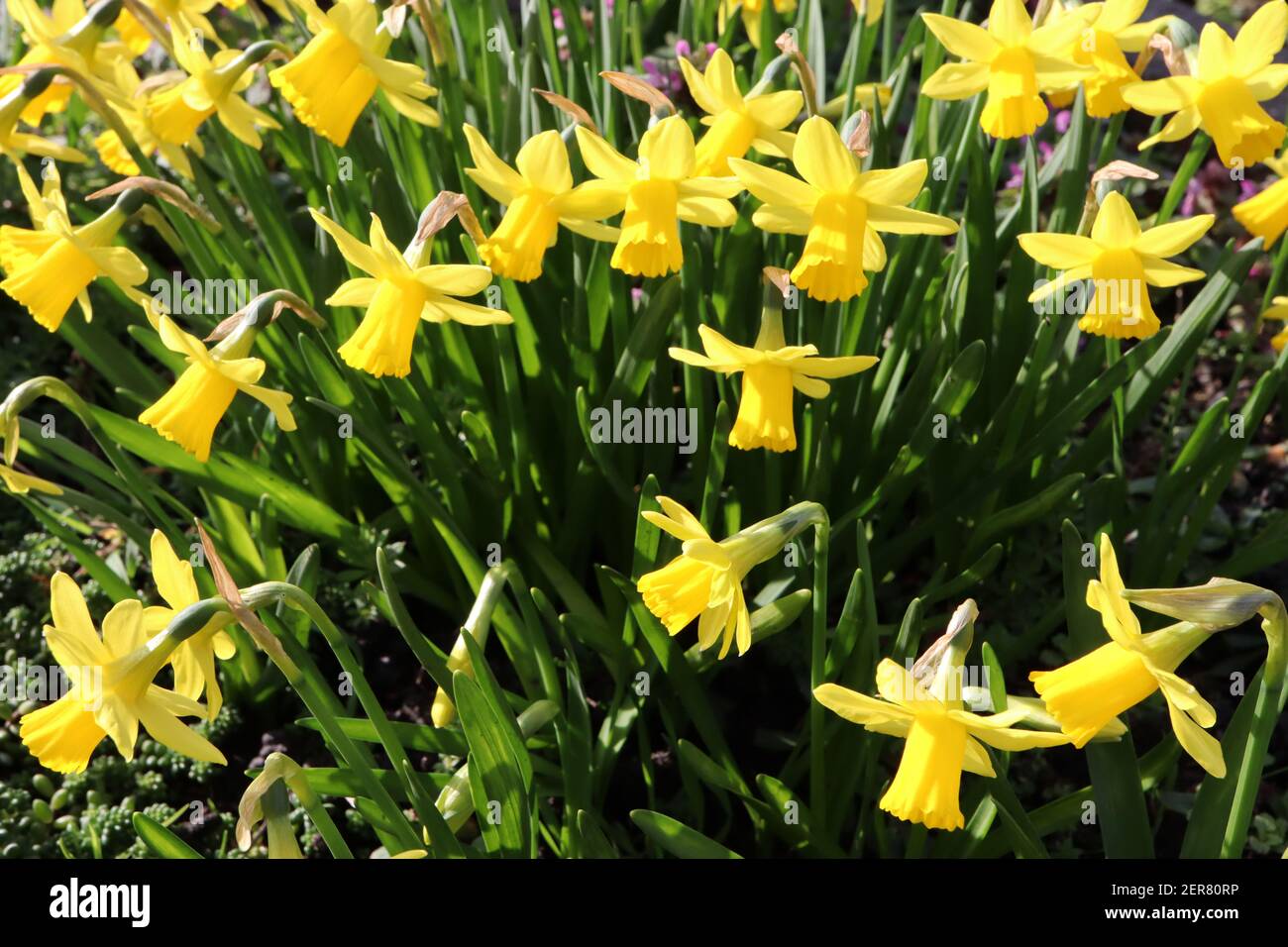 Narcissus ‘Febbraio Gold’ / Daffodil Febbraio Gold Division 6 Cyclamineus Daffodils giallo con coppe frilly, febbraio, Inghilterra, Regno Unito Foto Stock