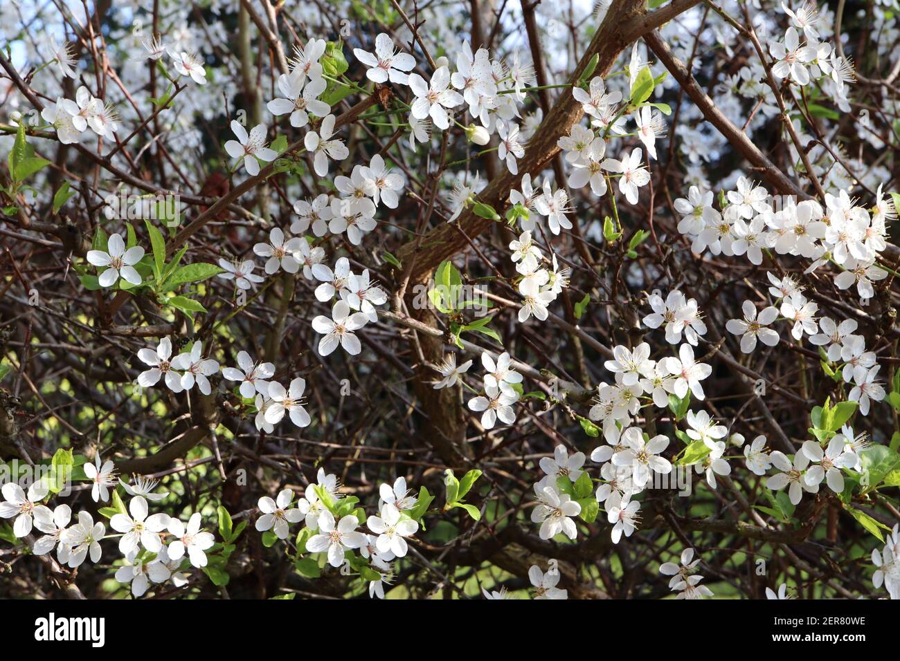 Prunus cerasifera prugna di ciliegia – piccoli fiori bianchi a forma di ciotola con molte stampelle, gambi di fiori verdi, foglie verdi, febbraio, Inghilterra, REGNO UNITO Foto Stock