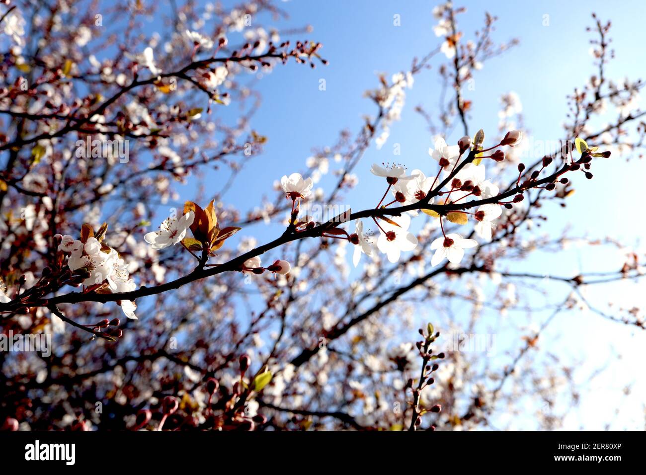 Prunus cerasifera prugna di ciliegia – piccoli fiori bianchi a forma di ciotola con molte stampigliature, steli di fiori rossi, foglie da verdi a marroni, febbraio, Inghilterra, Regno Unito Foto Stock