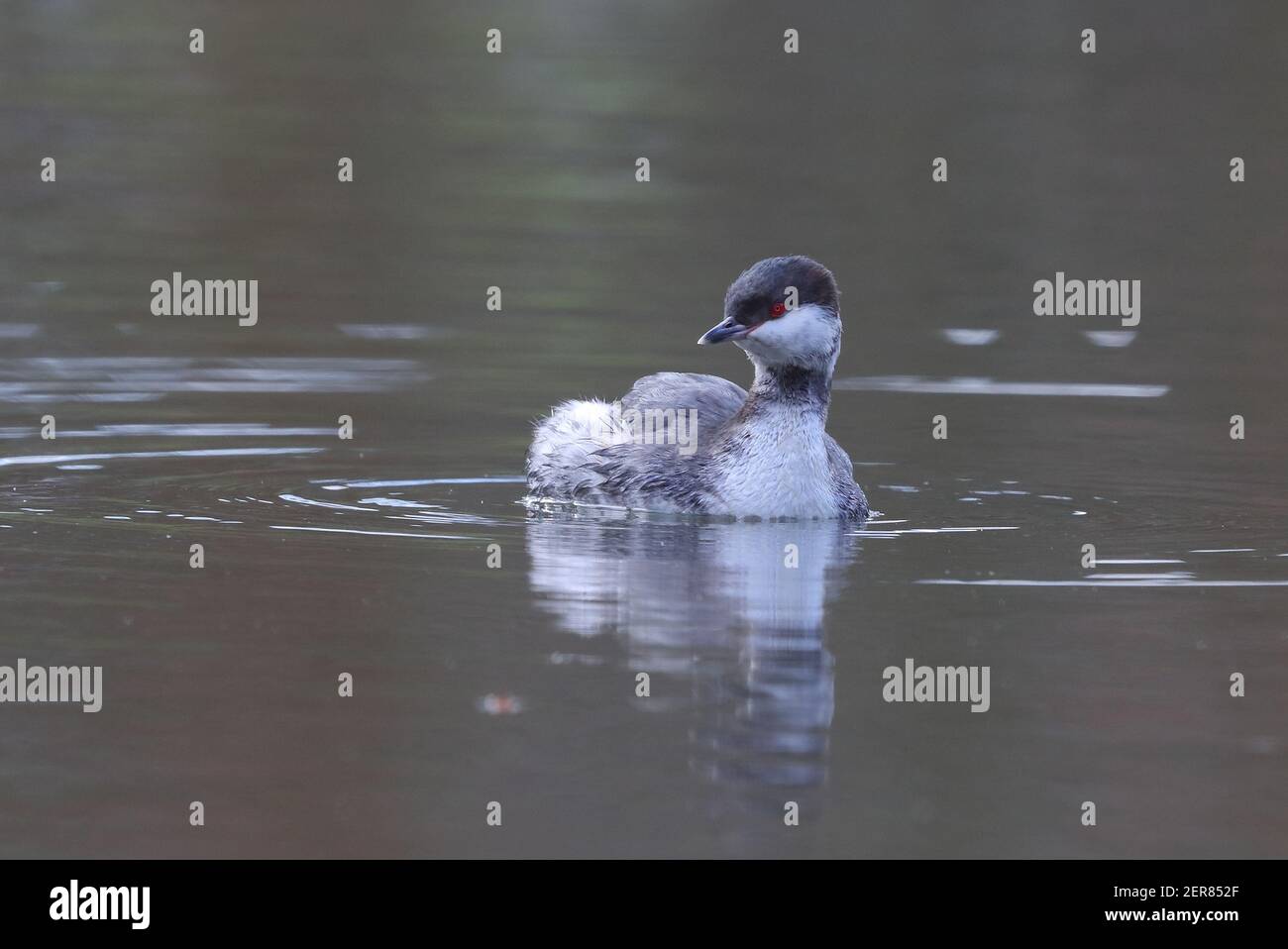 Adulto Slavonian Grebe a Kirk Hallam. Foto Stock