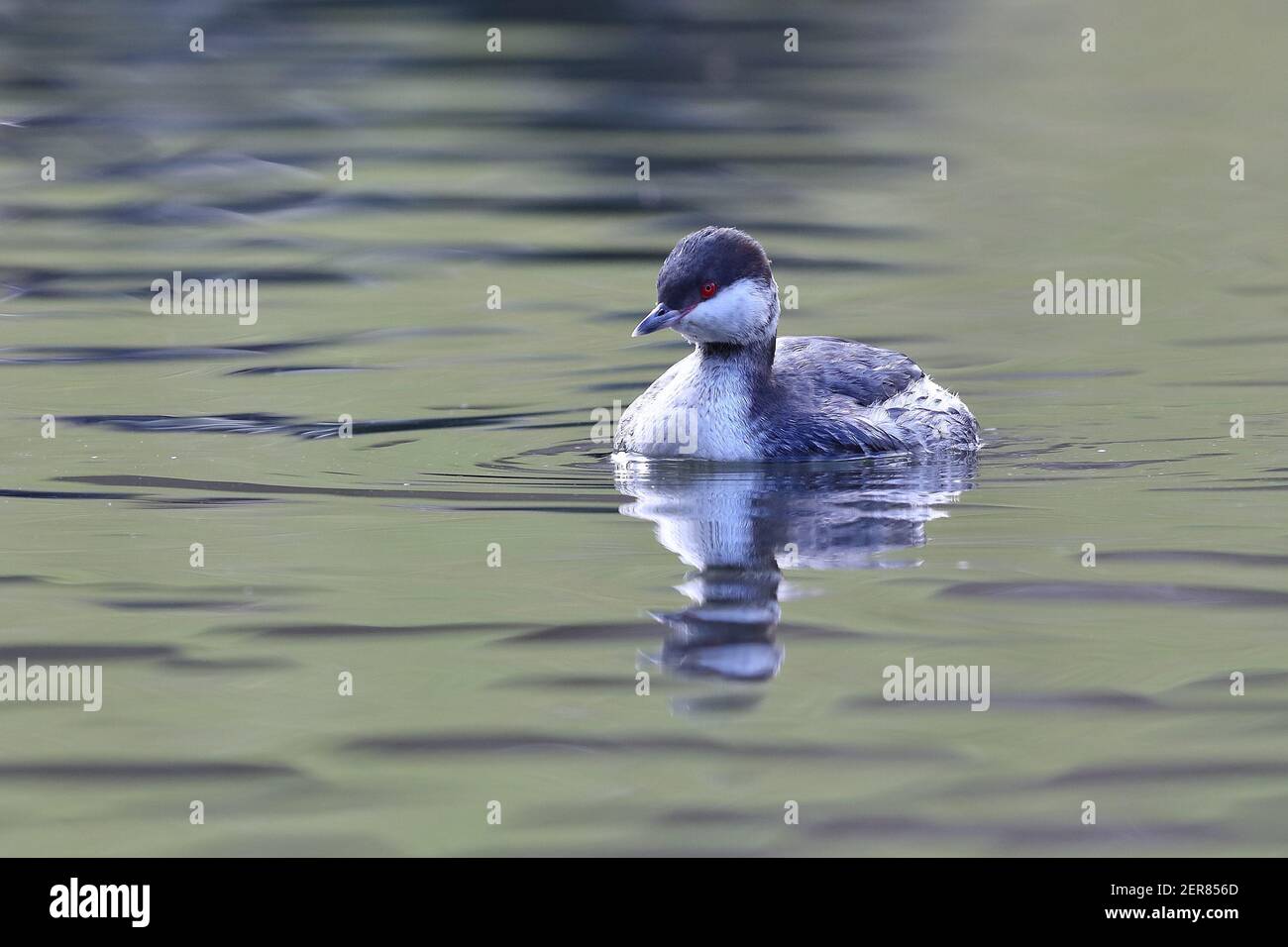 Adulto Slavonian Grebe a Kirk Hallam. Foto Stock