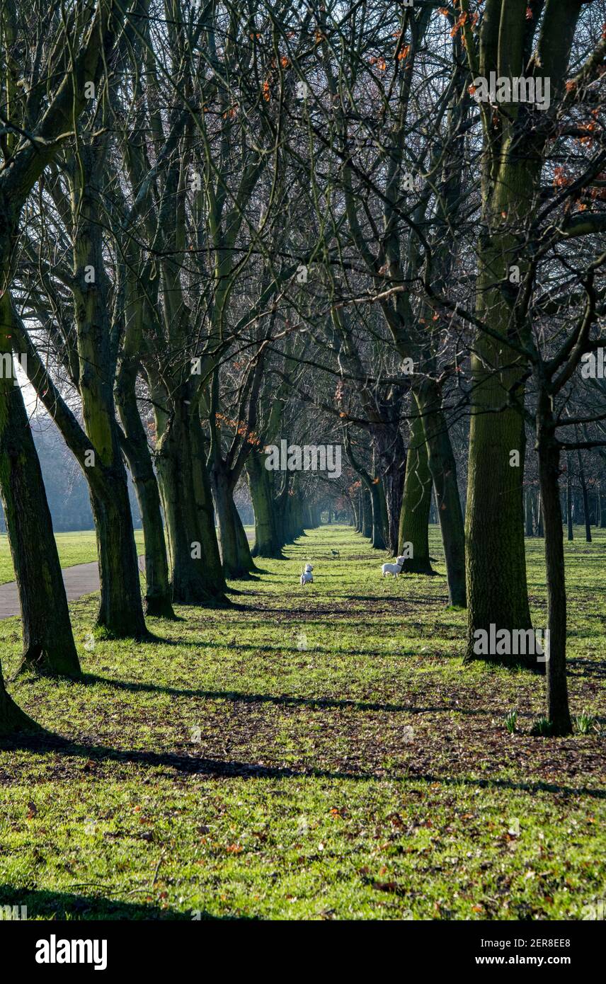 Alberi e due cani Regents Park Londra Inghilterra Foto Stock