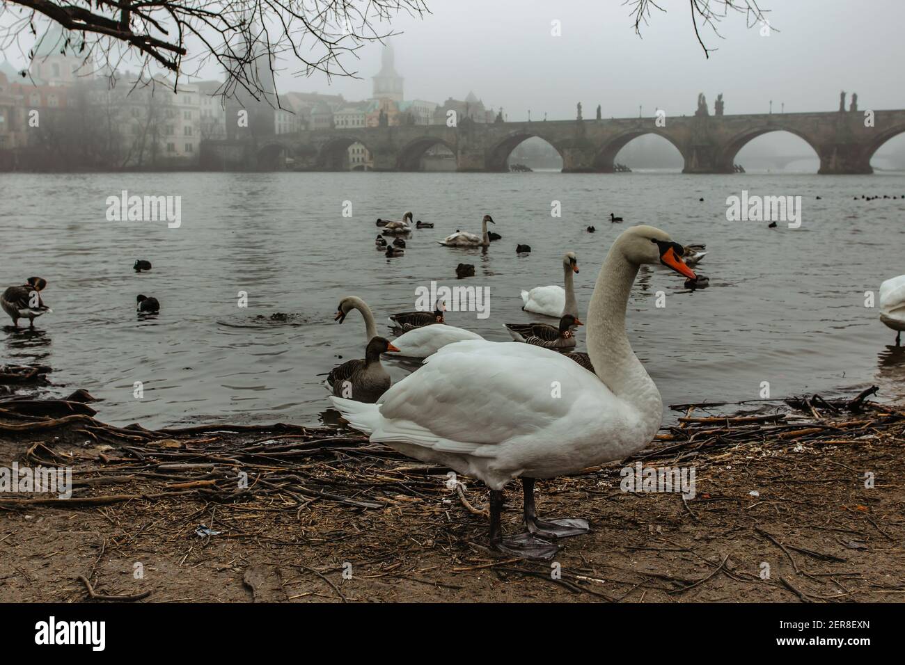 Cigni, anatre e altri uccelli dal fiume Moldava Ponte Carlo sullo sfondo, Praga, Repubblica Ceca.Foggy mattina nella città.Old centro storico della città. Foto Stock
