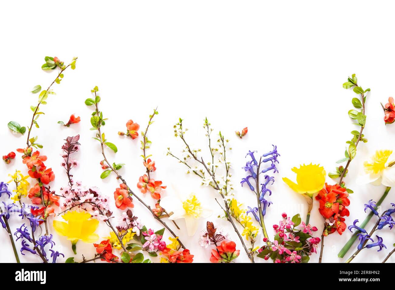 Fiori di Primavera su sfondo bianco Foto Stock