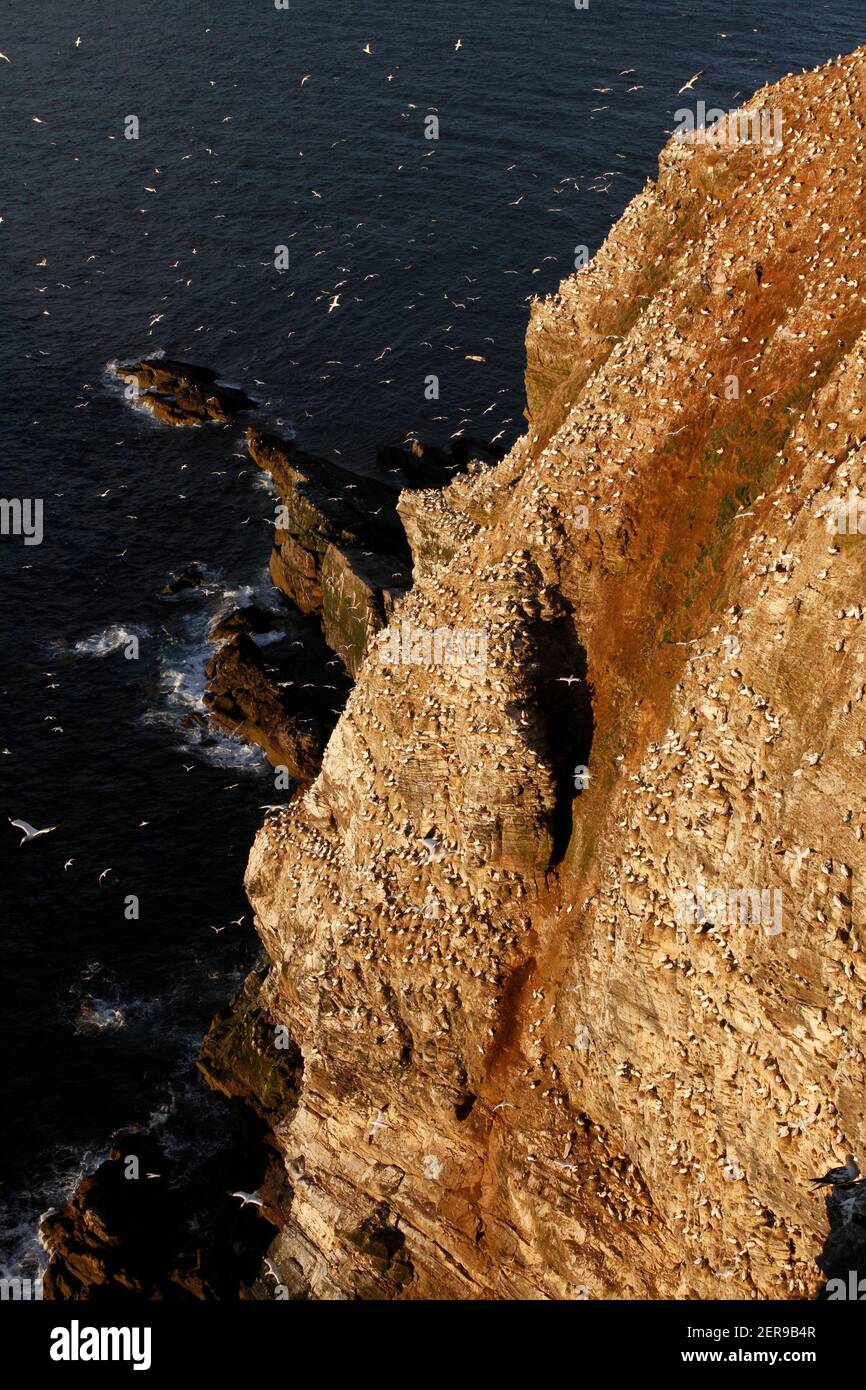 Gannet Morus faganus colonia, Troup Head RSPB Reserve, Moray Firth, Aberdeenshire, Scozia Foto Stock
