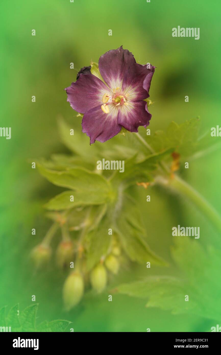 Closeup di una cosiddetta becco di gru, lutto o vedova nera , geranio faeum in erba verde Foto Stock