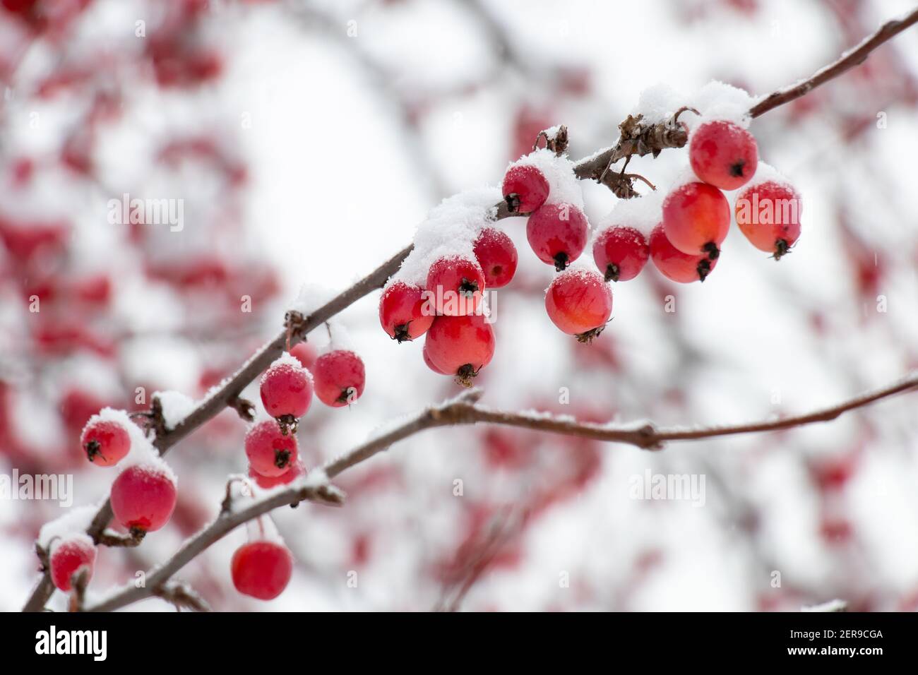 Eberäsche - Cenere di montagna - Sorbus aucuparia wtih neve e. ghiaccio Foto Stock