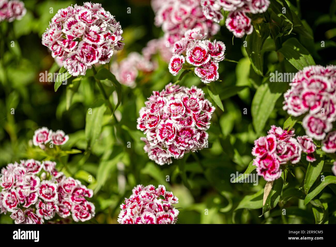 Bella Dianthus barbatus . Dolce William fiore su uno sfondo sfocato. Foto Stock