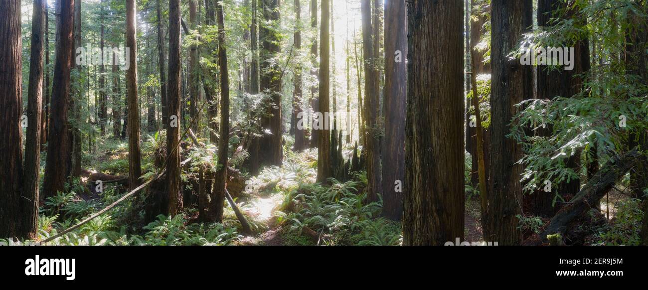 Gli alberi costieri di sequoie, sempervirens di Sequoia, prosperano in una foresta sana in Mendocino, California. Gli alberi di sequoia crescono in una gamma climatica molto specifica. Foto Stock