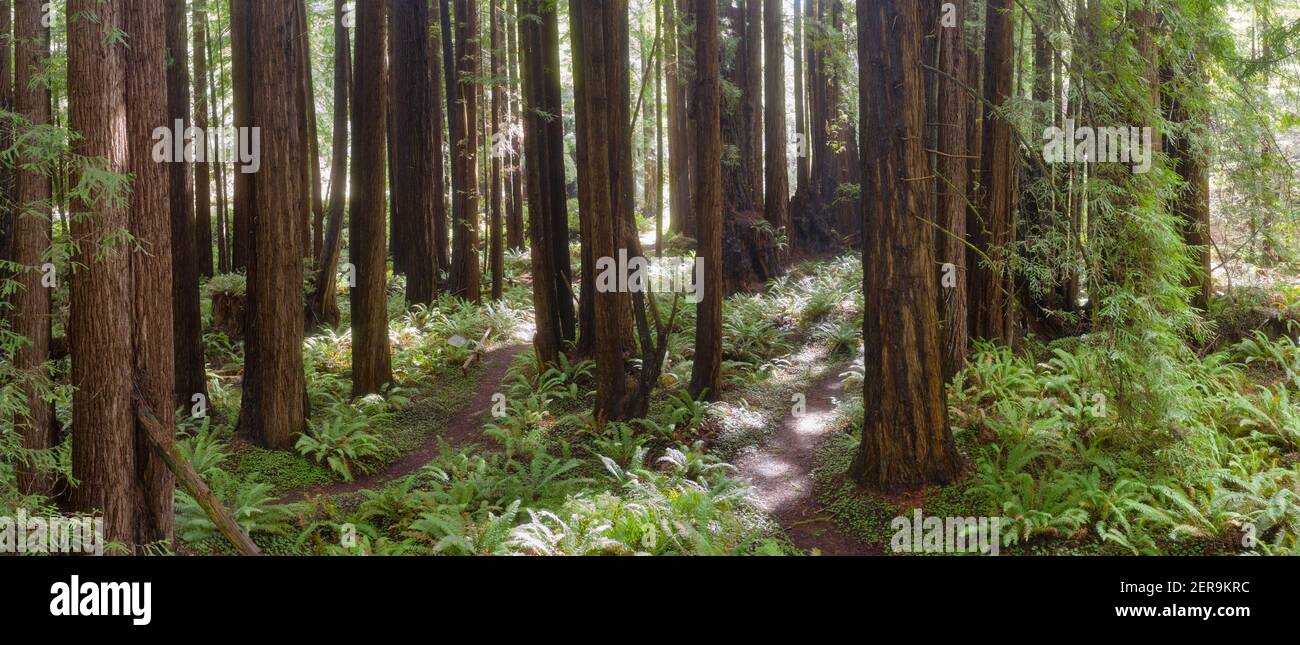 Gli alberi costieri di sequoie, sempervirens di Sequoia, prosperano in una foresta sana in Mendocino, California. Gli alberi di sequoia crescono in una gamma climatica molto specifica. Foto Stock