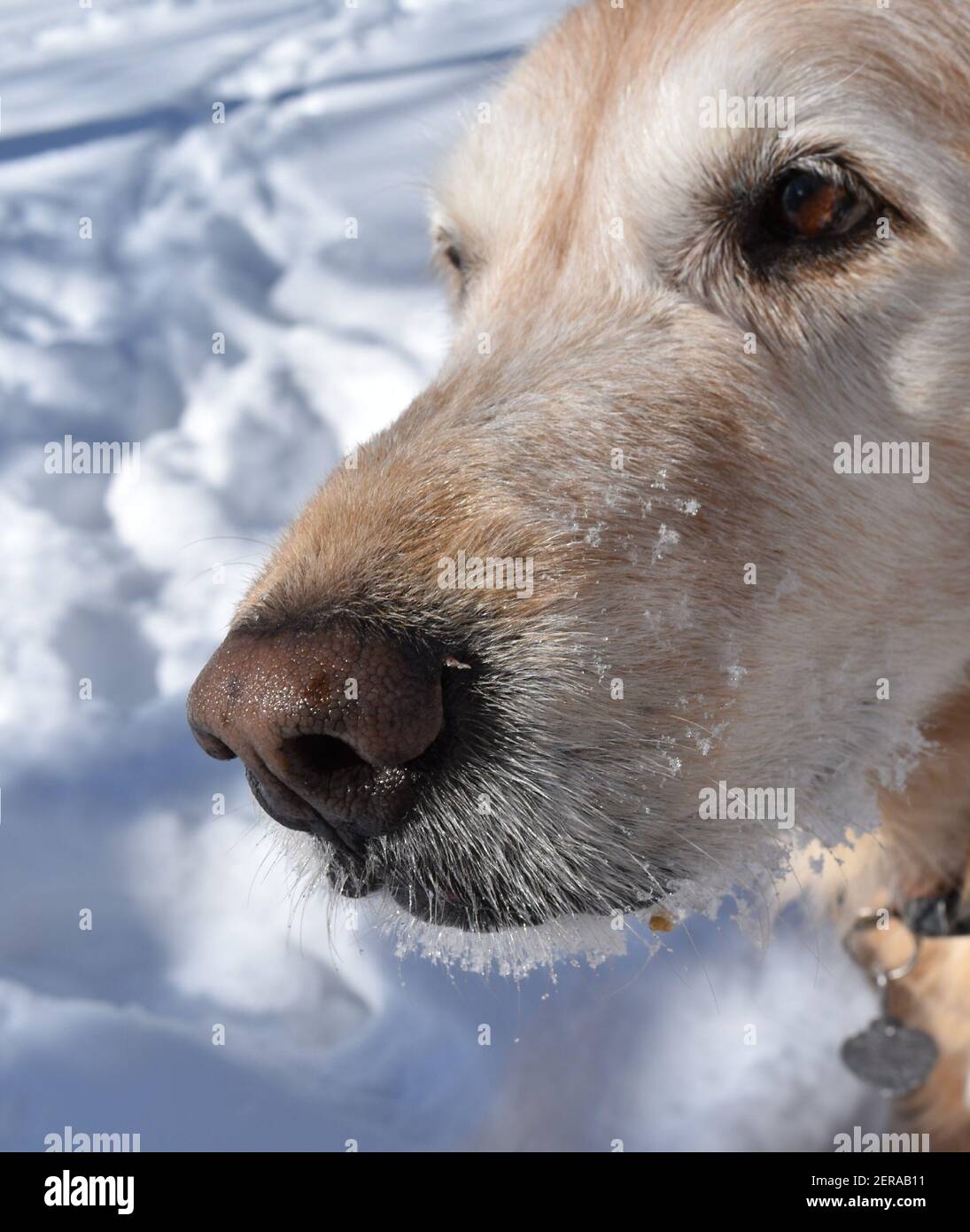 Golden Retriever fuori nella neve Foto Stock