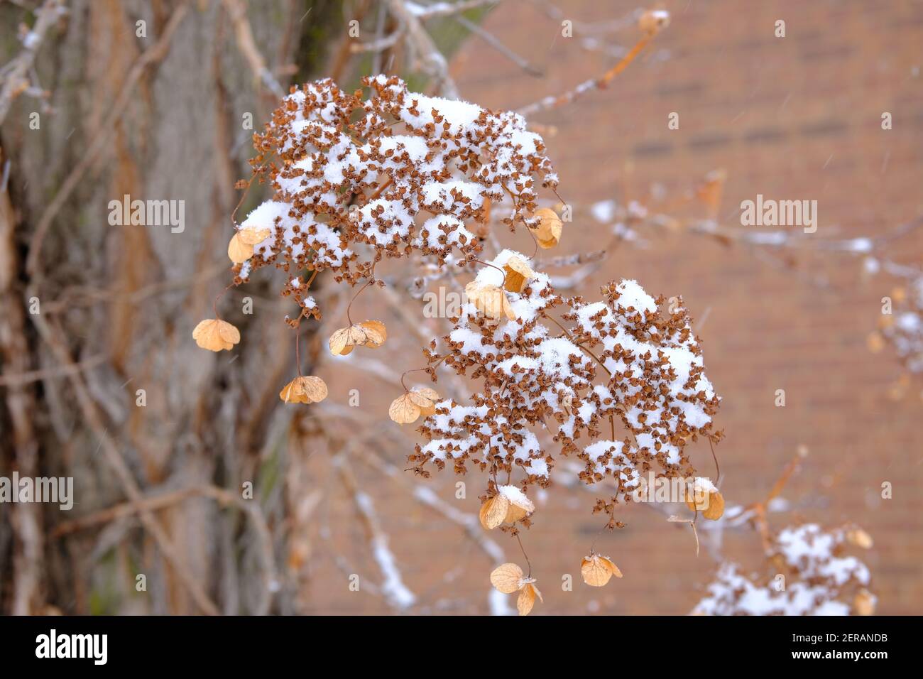 Uno studio in marrone - teste di fiori secche di Hydrangea coperte di neve in un giardino di Glebe, Ottawa, Ontario, Canada. Foto Stock