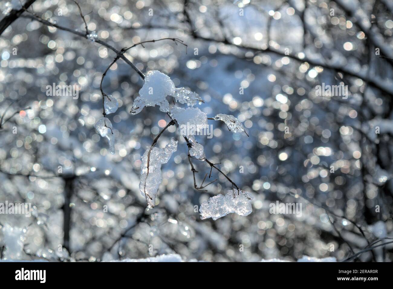 Ghiaccio cappotti ramoscelli e scintille nel tardo pomeriggio sole invernale a Ottawa, Ontario, Canada. Foto Stock