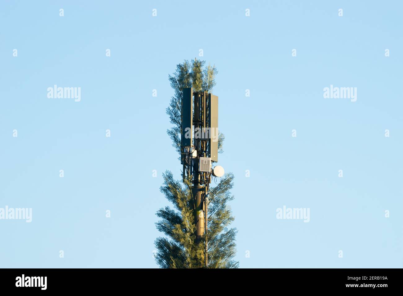 Cellulare cellulare cellulare torre celato come un albero nel tentativo di mescolarsi con la natura circostante, Inghilterra, Regno Unito Foto Stock