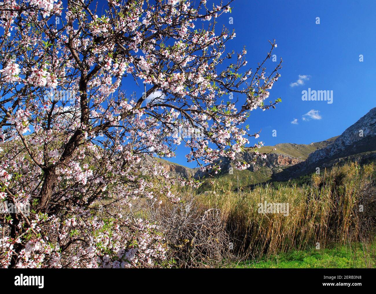 Albero delle mandorle in fiore con fiori bianchi e rosa sul davanti Di UNA montagna grande sull'isola Baleari Maiorca su A. Giorno invernale soleggiato con cielo azzurro Foto Stock