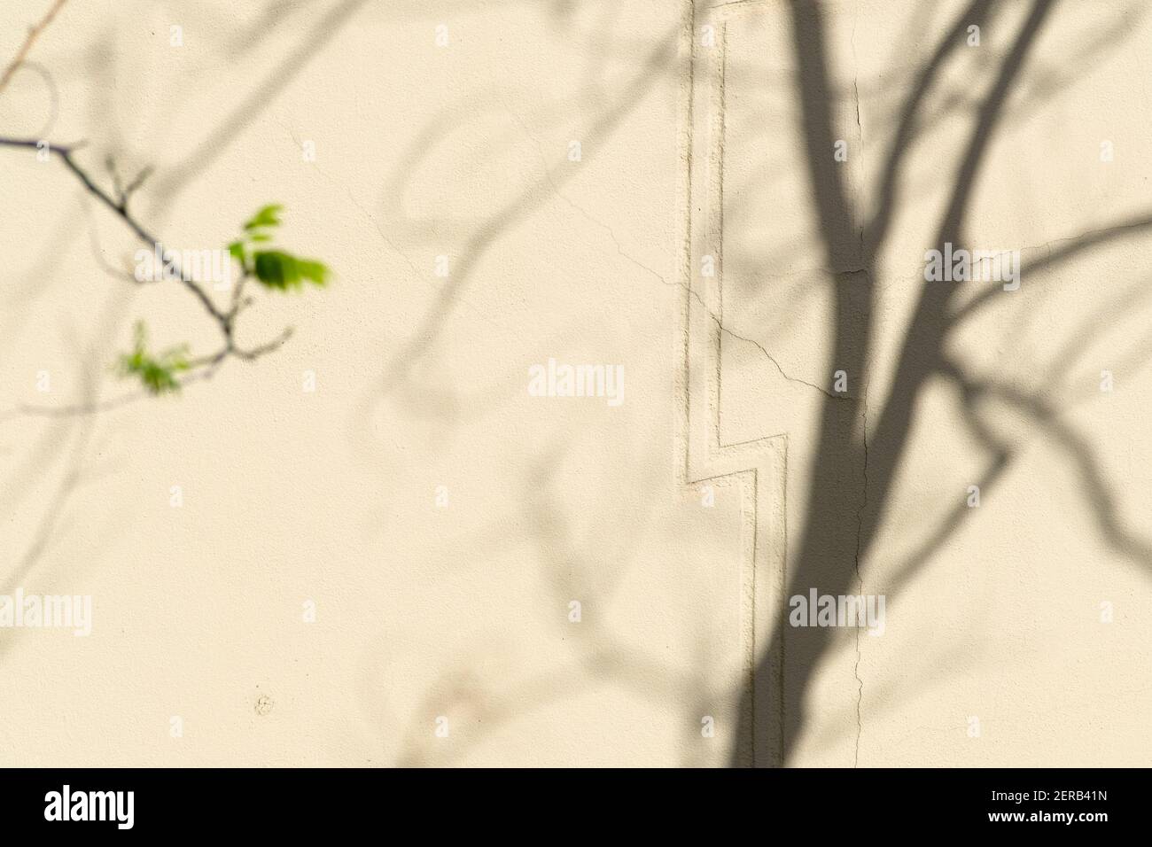Ombra di un albero pagoda giapponese (Styphnolobium japonicum) proiettato su una parete gialla durante il blocco causato dalla pandemia COVID-19. Barcellona. Foto Stock