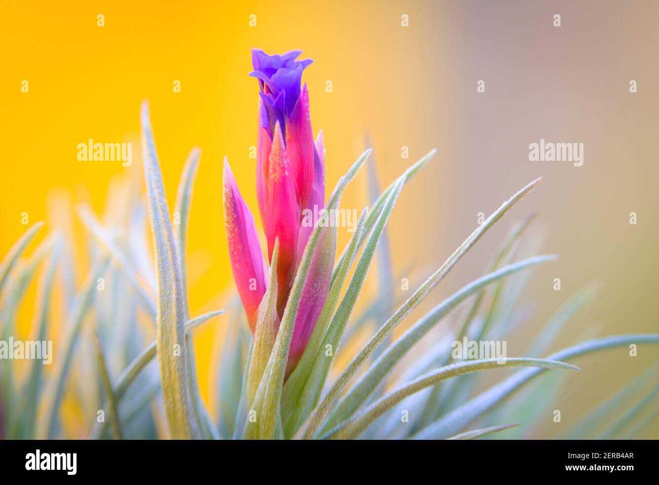 Tillandsia genere flower, una famiglia di piante epifitiche della famiglia Bromeliaceae, popolarmente noto come piante d'aria. Foto Stock