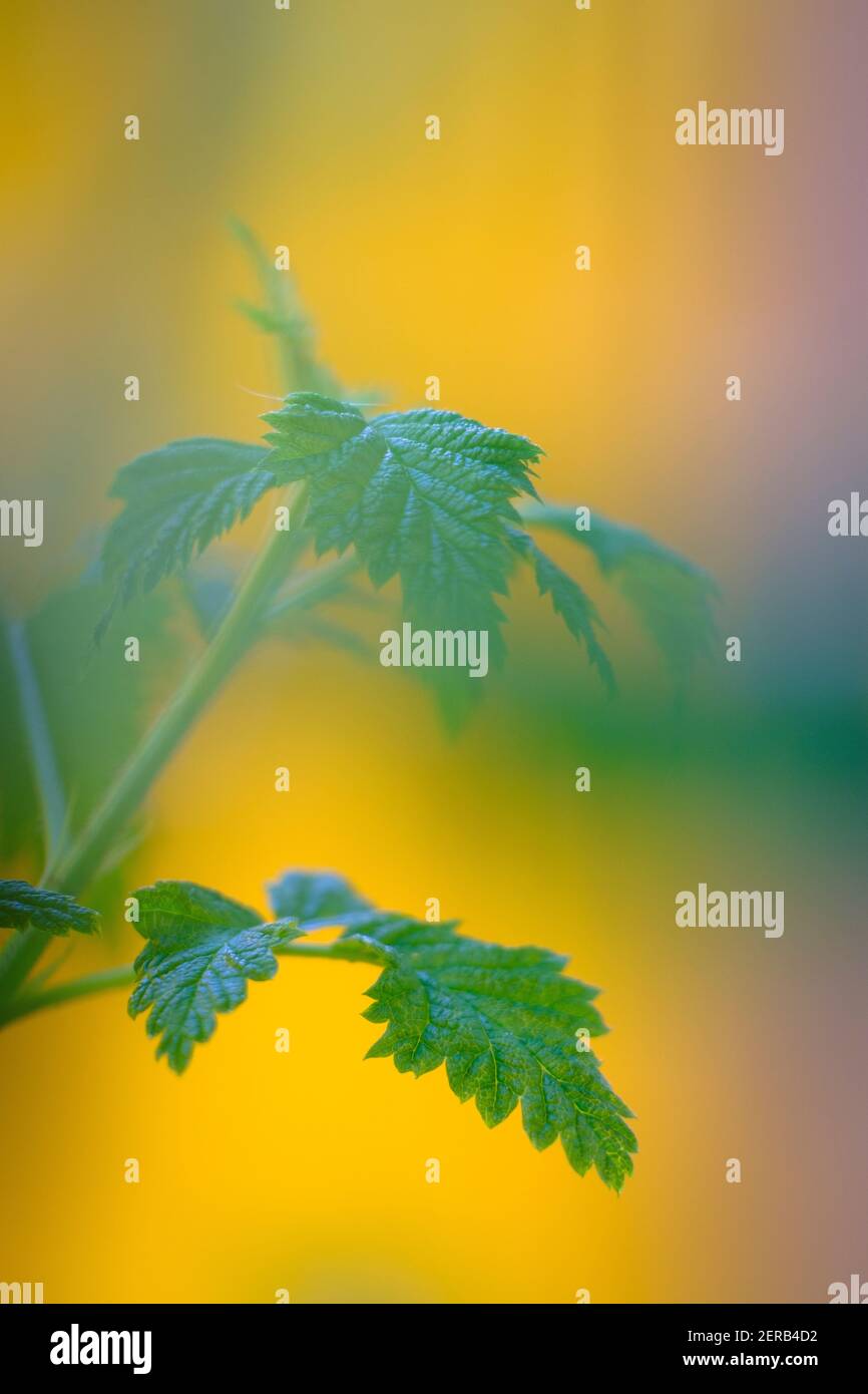 Foglie di lampone (Rubus idaeus). Barcellona. Catalogna. Spagna. Foto Stock