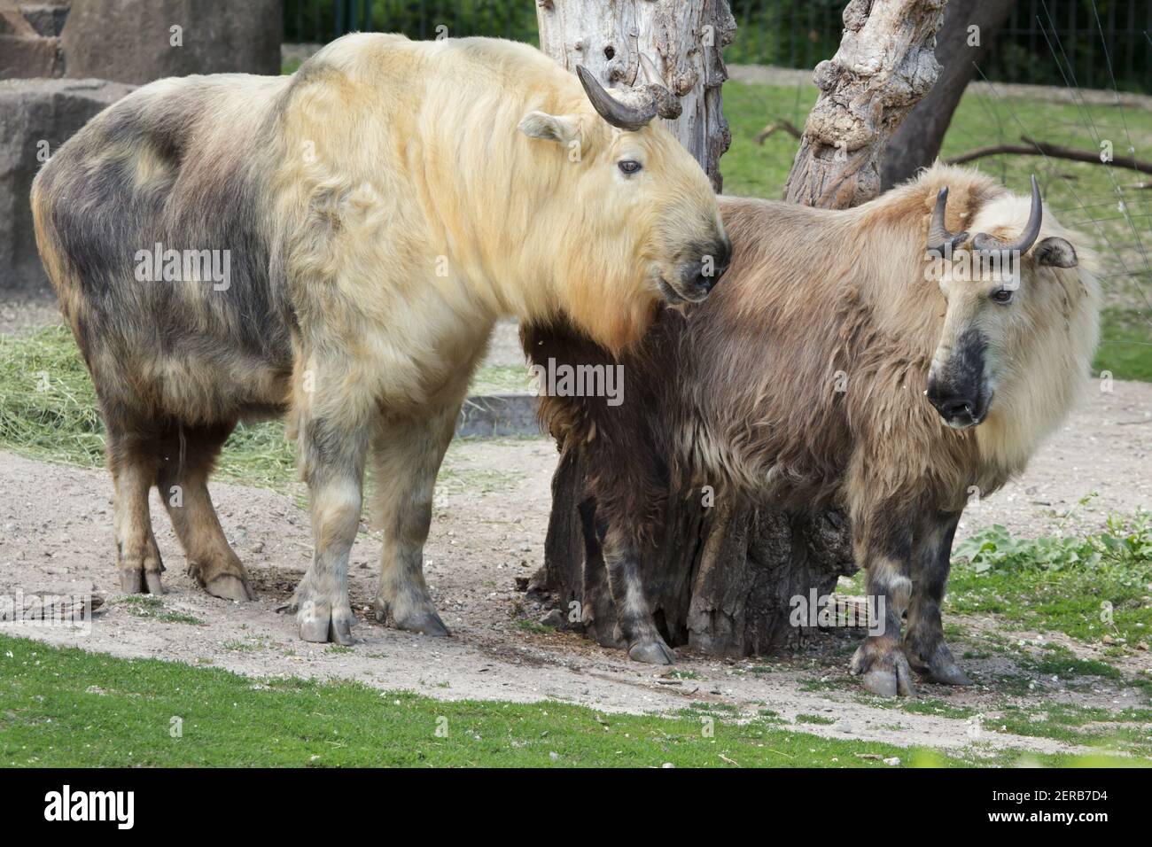 Takin di Sichuan (Budorcas taxicolor tibetana), conosciuto anche come takin tibetano al Tierpark Berlino, Germania. Foto Stock