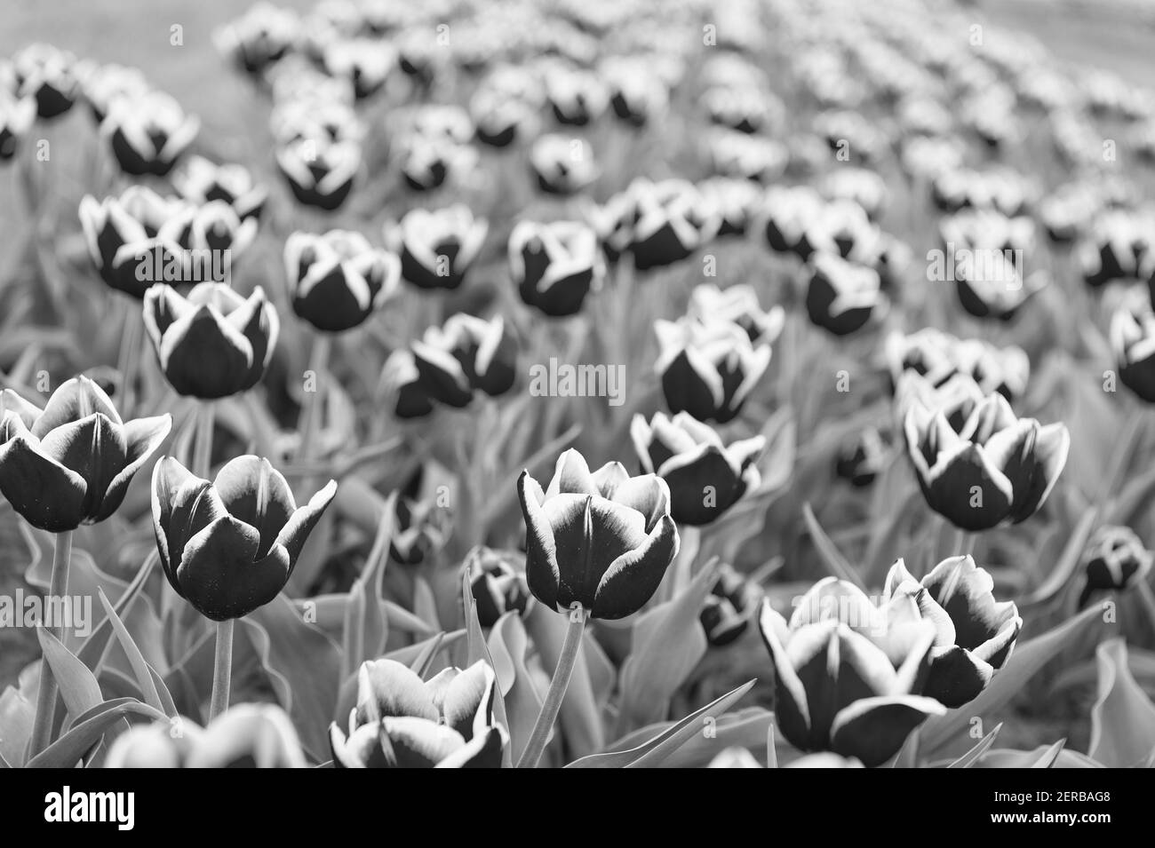 Affari floreali. Scopri come piantare e vendere le lampadine a tulipano a scopo di lucro. Tulipani varietali. Campo di Tulipani. Stagione primaverile. Concetto di giardinaggio. Crescere fiori giardino. Coltivare i fiori in serra o in serra. Foto Stock