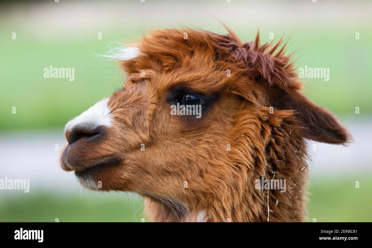 testa alpaca marrone rossastra davanti a sfondo verde, l'animale sembra aver paura perché le sue orecchie puntano verso il basso, di giorno senza peopl Foto Stock