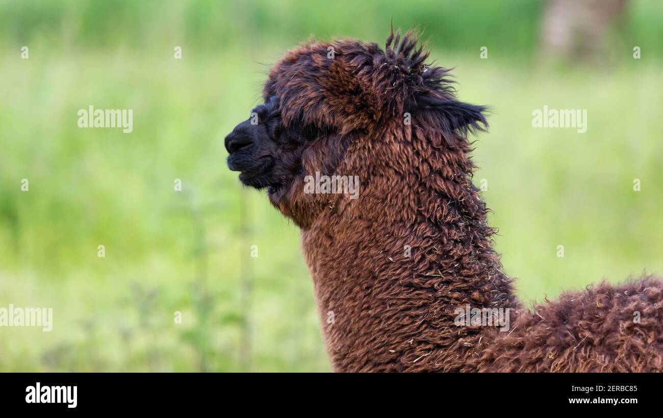 alpaca marrone con pelo shaggy spesso, il muso dell'animale è nero, aspetto divertente in natura, il buon umore è garantito quando si incontrano questi animali, Foto Stock