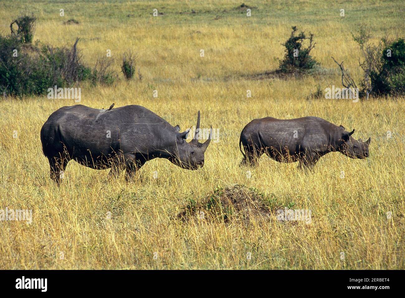 Rinoceronti - Maasai Mara - Kenya 1993 (Foto su pellicola fotografica) Foto Stock