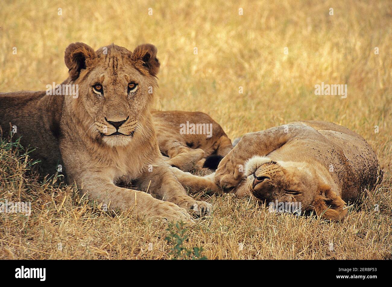 Lionesses - Tsavo Ovest - Kenya 1993 (Foto su pellicola fotografica) Foto Stock
