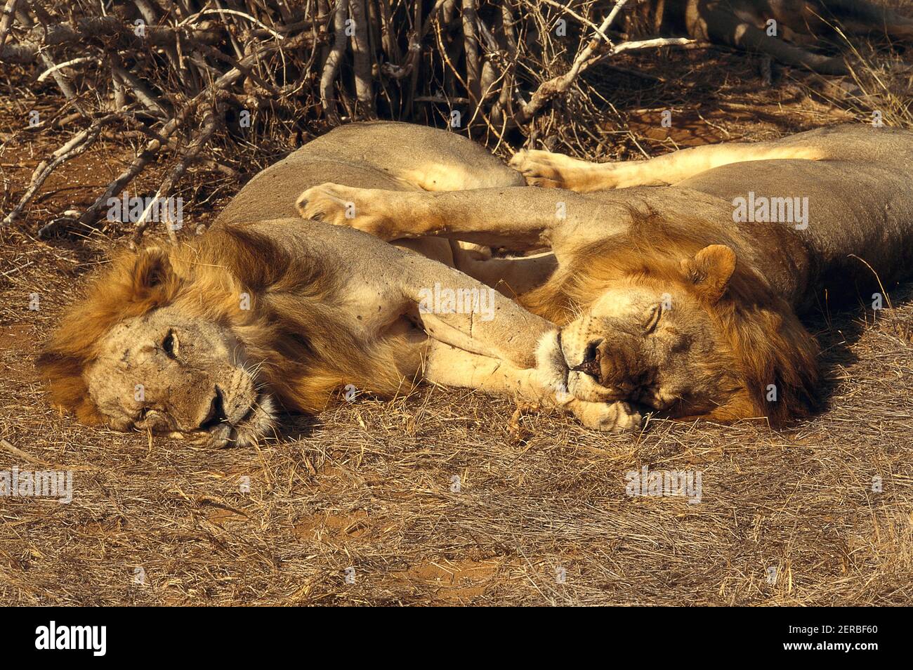 Lions - Tsavo Ovest - Kenya 1993 (Foto su pellicola fotografica) Foto Stock