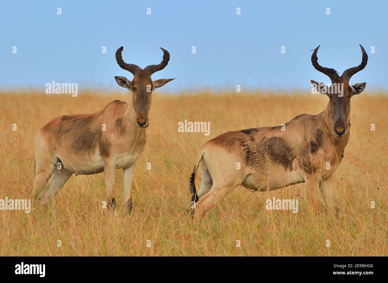 Hartebeest - Maasai Mara - Kenya 2012 Foto Stock