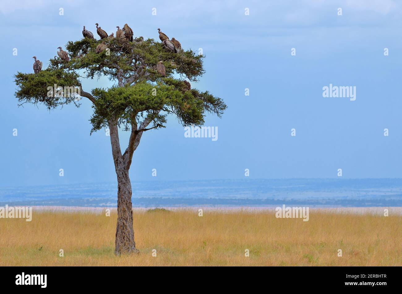 Avvoltoi - Maasai Mara - Kenya 2012 Foto Stock